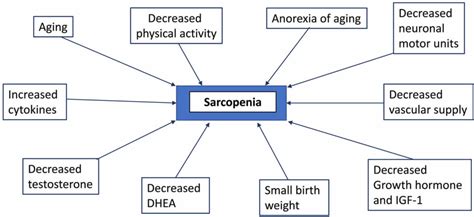 Sarcopenia definition, causes, symptoms, diagnosis & treatment