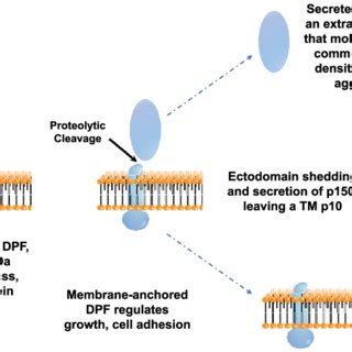 Cell Autonomous Functions Of Dpf In Adhesion And Growth A Wt And Dpf