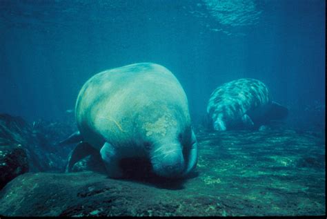 Groups Disagree Over Manatees' Endangered Status - PassageMaker