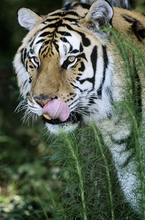 Tiger Licking Lips In Grass Stock Photo Image Of Licking Tiger 30846118