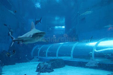 Shark Tunnel in an Aquarium at Sentosa Island - Singapore Stock Photo ...