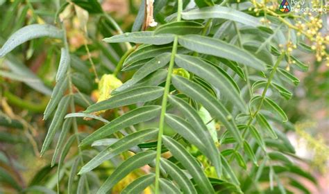 Plantas Medicinales de la Cordillera Blanca El Molle Perú Desconocido