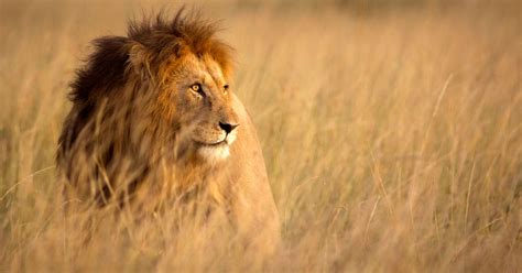 Shamba, The Lion That Attacked Its Owner, Shot Dead | HuffPost UK News