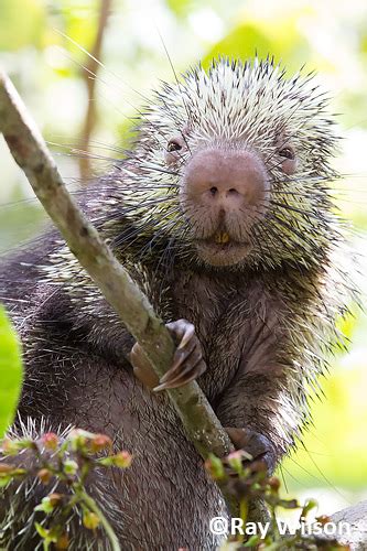 Mexican Hairy Dwarf Porcupine Alchetron The Free Social Encyclopedia