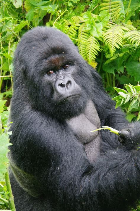 Charles Silverback Of The Umubano Tribe Primates Gorillas In The