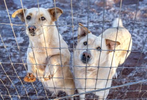 Hot Springs Animal Shelter Seeking Financial Relief Local