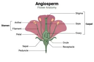 Angiosperms Morphology Classification Life Cycle Economic And