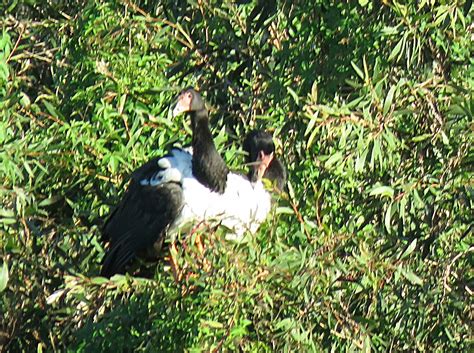 Bird & Travel Photos, Birding Sites, Bird Information: MAGPIE GEESE ...