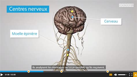 La Commande Nerveuse 3ème Svt