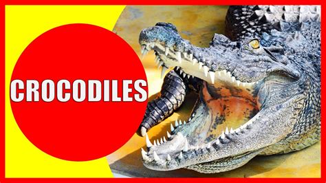 CROCODILES FOR KIDS - Interesting Crocodile Facts for Children