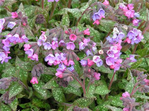 MUN Botanical Garden: Plant Profile May 12 - Pulmonaria, aka Lungwort