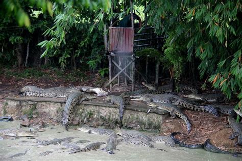 Jongs Crocodile Farm Backpackies Goes Backpacking In Kuching