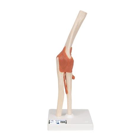 Anatomical Models Human Joint Models Deluxe Functional Elbow Joint