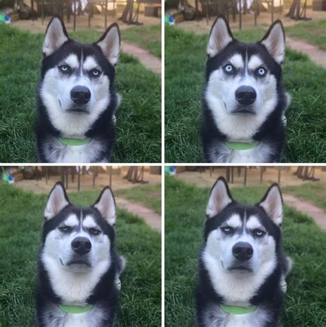 Funny Husky Faces