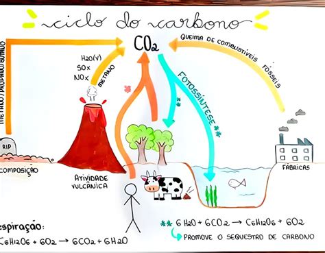 Mapa Mental Sobre Ciclo Do Carbono Maps4study