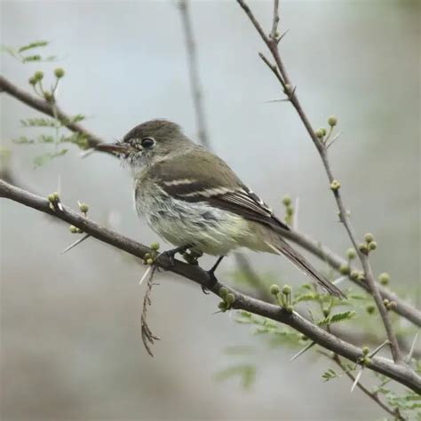 Least flycatcher - Facts, Diet, Habitat & Pictures on Animalia.bio