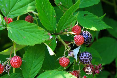 Black Raspberry Berry 2 Ontario Native Plant Nursery Container