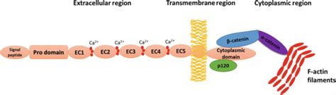 1 Schematic Diagram Representing An E Or N Cadherin And Its Download Scientific Diagram