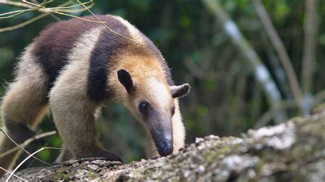 Indignación Por El Asesinato De Un Oso Hormiguero En El Cerrito Valle