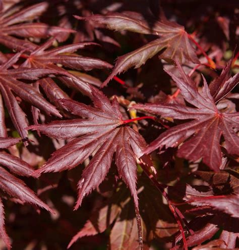 Acer palmatum Trompenburg Japan Ahorn Fächerahorn Gartenpflanzen