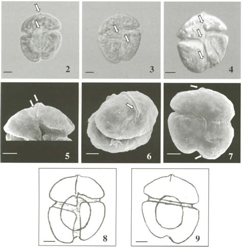 Karenia Cristata Sp Nov Scale Bar 5 J Lm Live Cells In LM Figs