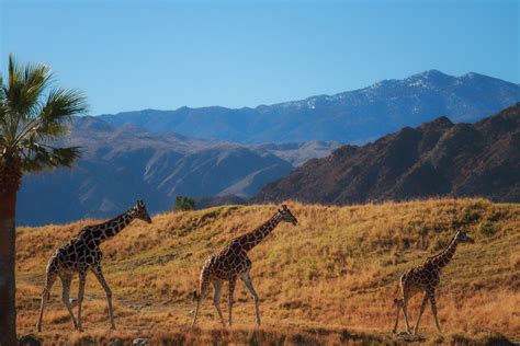 Feeding Giraffes at the Living Desert - Anne McKinnell Photography