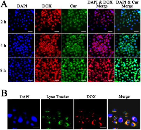 Cellular Uptake And Localization Of Peg Dox Cur Nps In Hepg Cancer