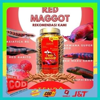 Jual Maggot Kering Pakan Makanan Ikan Arwana Koi Channa Cana Super Red