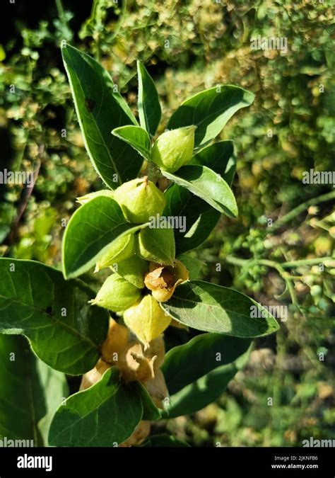 Planta Medicinal De Ashwagandha Utilizada En Medicinas Ayurvédicas Esta Planta También Conocida