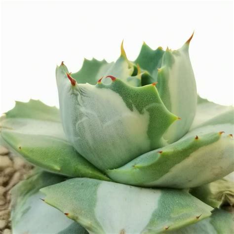 Agave Potatorum Var Verschaffeltii Cv Shoji Rajin Mediopicta Alba 14