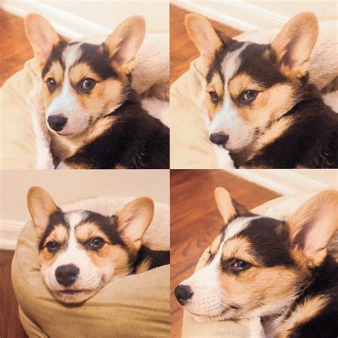 On Twitter Which Pavlov Are You Today Https T