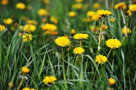 Dandelion: A Flavorful And Healthy Weed