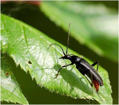 Stenurella Nigra Galerie Insecte Org