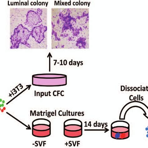 Stromal Vascular Fraction Induces Extensive Expansion Of Progenitors In