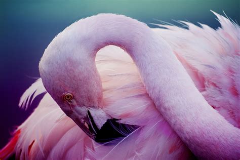 Pink Flamingos Bird Wallpaper Animals Wallpaper Better