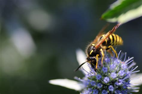 Gratis Afbeeldingen Natuur Fotografie Bloem Vlieg Insect Macro