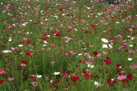 How to Propagate a Poppy Plant