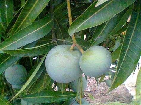 Cara Ampuh Mencegah Kerontokan Buah Mangga Apel Dasar Dasar Pertanian