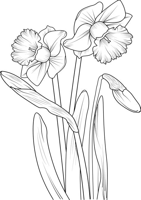 Illustration Of A Daffodil Flower Vector Sketch Pencil Art Bouquet