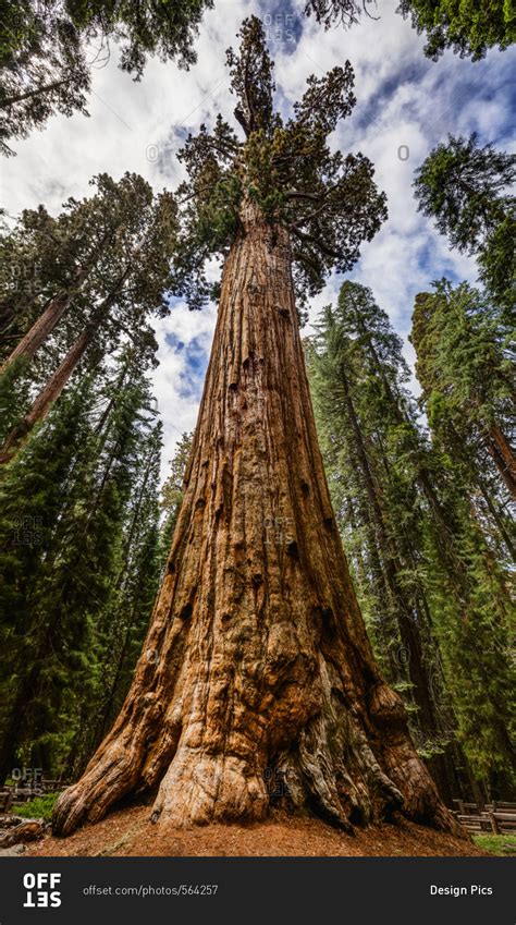 The General Sherman Tree, the world's largest living tree, Sequoia ...