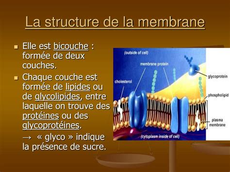 Ppt Lhom Ostasie Et La Membrane Plasmique Powerpoint Presentation