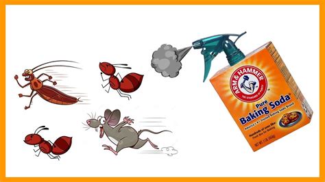 7 Effective Pest Control Hacks With Baking Soda And Vinegar Youtube