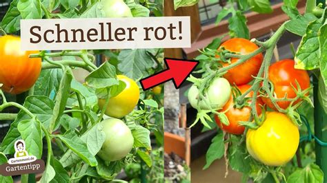 Tomaten Werden Nicht Rot Tricks Wie Sie Schneller Reifen Youtube