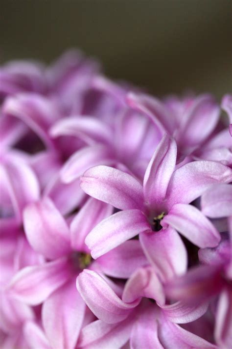 Pink Hyacinth Free Stock Photo - Public Domain Pictures