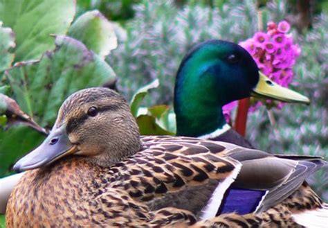 Garden KaRo Kaczka Krzyżówka Anas platyrhynchos