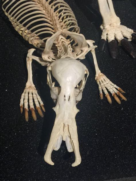 The skull of the platypus. : r/oddlyterrifying