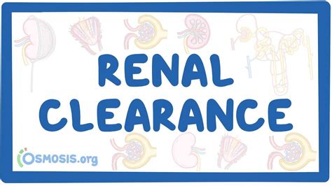 Renal clearance: Video, Causes, & Meaning | Osmosis