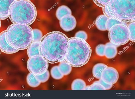 7+ Cocci Bacteria Examples: Detailed Explanation And Images – Lambda Geeks