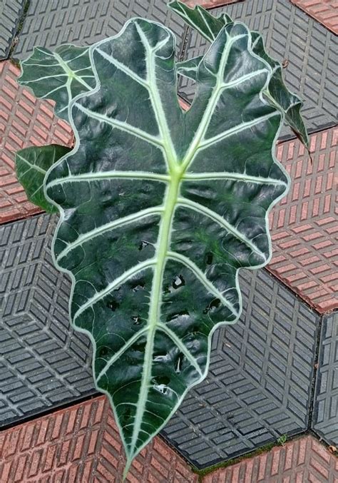 z Out Of Stock: Alocasia Amazonica | Dayaz Orchidarium