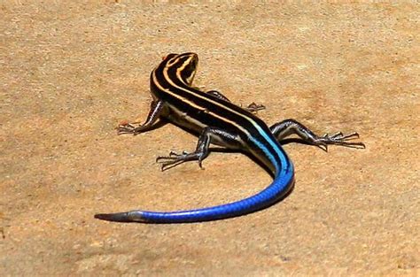 Blue Tailed Lizard | North american animals, Blue tail, Reptiles and ...